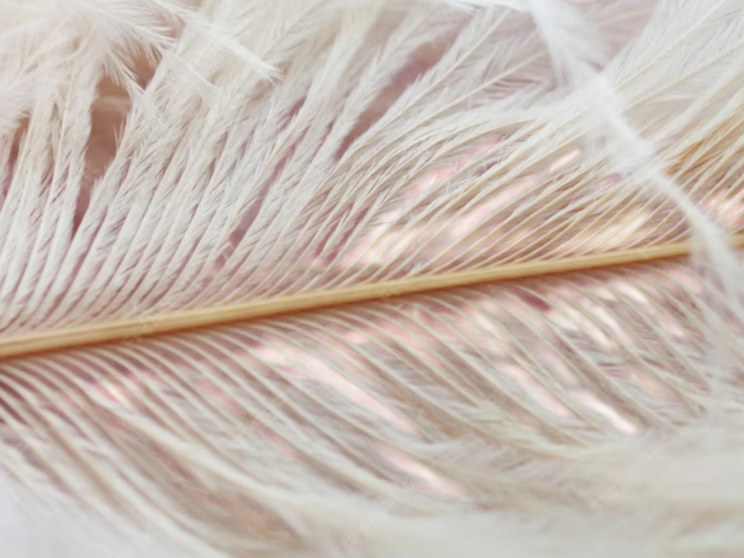 Plume douce illustrant le confort d’une crème hydratante peau sensible (crème apaisante)