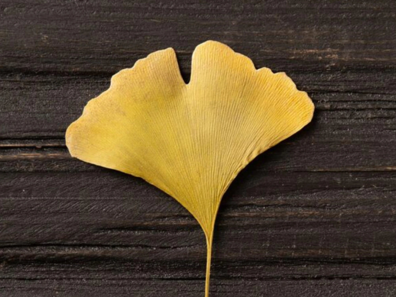 Feuille de ginkgo biloba, ingrédient antioxydant associé au Gel Booster Antioxydant Seomse