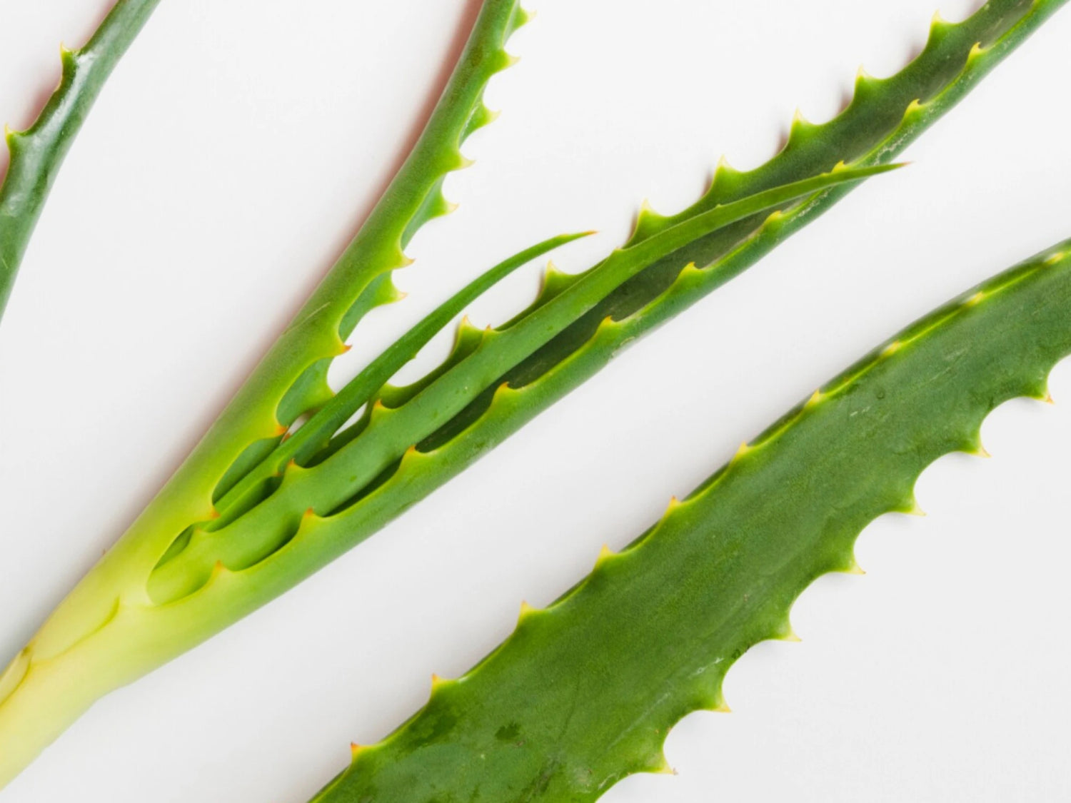 Feuilles d’aloe vera sur fond clair, illustration de l’aloe (Aloe Barbadensis Leaf Juice) utilisé pour hydrater et apporter du confort à la peau.