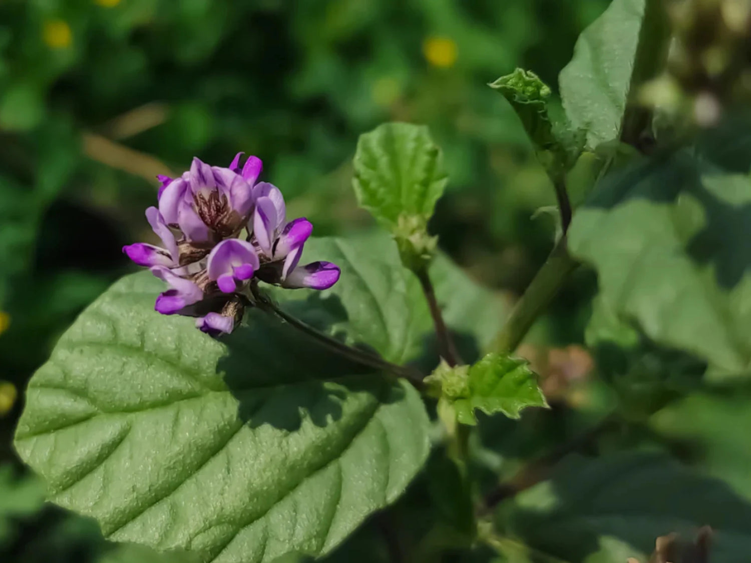 Fleur de bakuchi (source végétale du bakuchiol), illustrant un actif cosmétique souvent présenté comme une alternative au rétinol pour lisser l’apparence de la peau, sans promesse médicale.