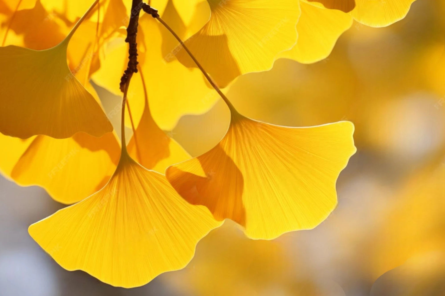 Feuilles de ginkgo biloba, illustration d’un extrait végétal utilisé en cosmétique.