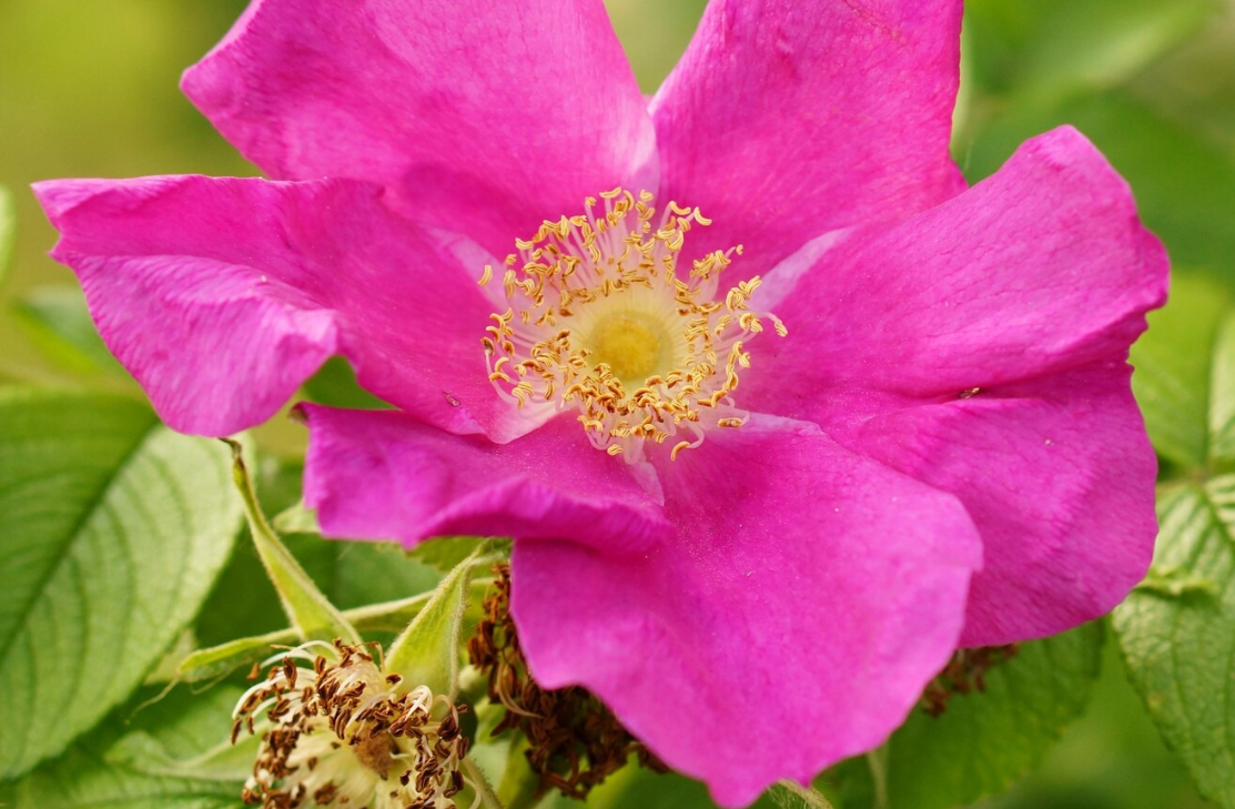 Fleur de rose musquée en gros plan, visuel d’inspiration pour le sérum vitamine C Seomse (Ascorbyl Glucoside), antioxydant éclat